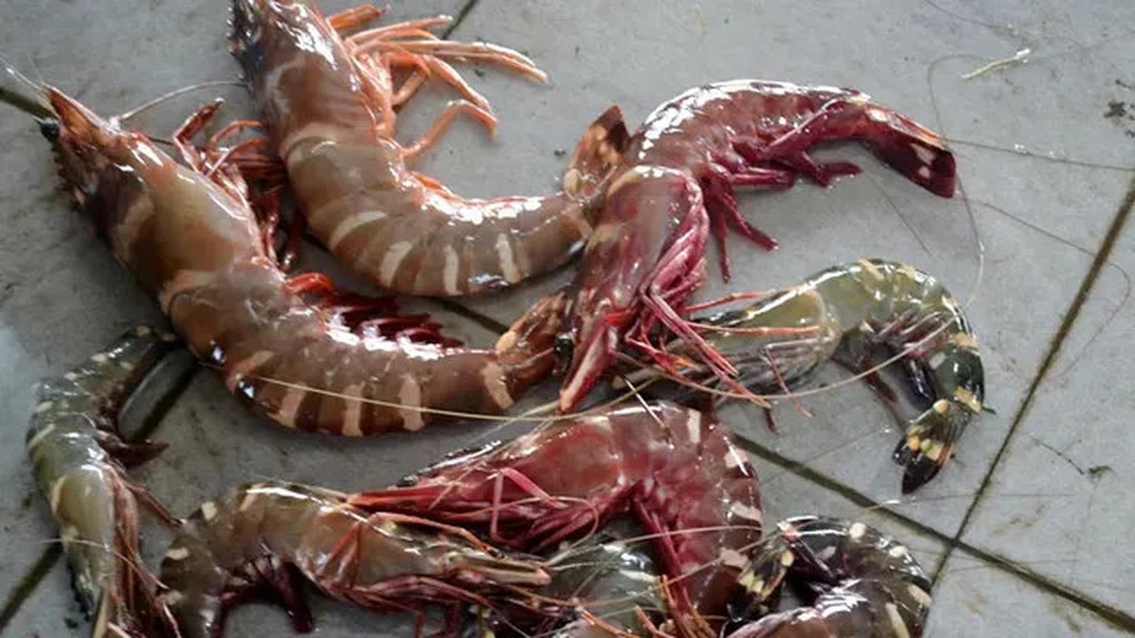 Usut Kasus Kontaminasi Radioaktif pada Udang Ekspor Indonesia, DPR Minta Pemerintah Lakukan Ini