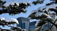 Pohon pinus yang tertutup salju tebal di dekat Istana Kekaisaran di Tokyo (23/1). Hujan salju membuat keberangkatan penerbangan dan melumpuhkan beberapa layanan kereta api di kota tersebut. (AFP Photo/Toshifumi Kitamura)