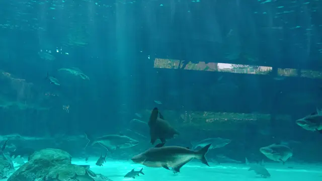 Mekong Giant Catfish