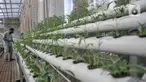 Warga saat melakukan perawatan sayur yang ditanam dengan sistem hidroponik di sebuah greenhouse atau rumah kaca di Rusun Menara Samawa, Pondok Kelapa, Jakarta Timur, Senin (14/2/2022). (merdeka.com/Iqbal S.Nugroho)