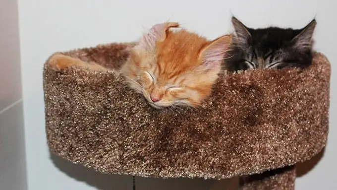 Photo: Copyright boredpanda.com