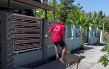 Bikin Ngakak! Kambing Putih Coba Seruduk Seorang Pria Berkali-kali