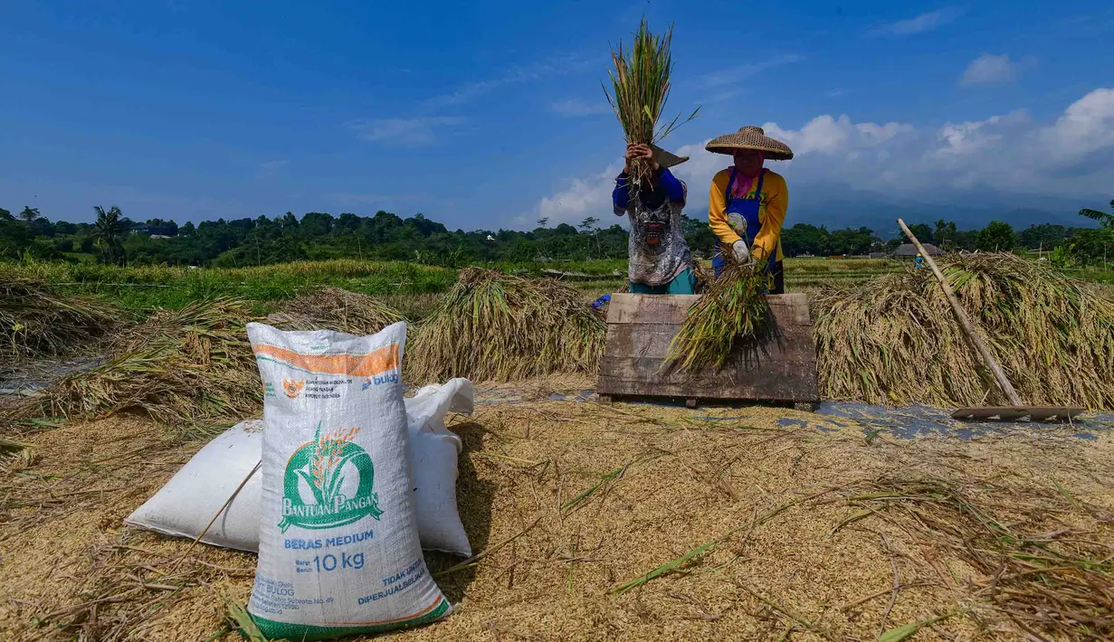 Realisasi serapan telah mencapai sekitar 1,9 juta ton setara beras atau 48,7 persen dari target tahunan sebesar 4 juta ton. Tampak dalam foto, petani memanen padi jenis Inpari 32 di Kampung Tematik Mulyaharja, Bogor, Jawa Barat, Rabu (6/5/2026). (merdeka.com/Arie Basuki)