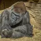 Seekor gorila di kandangnya setelah dua kawanannya positif Covid-19 di Taman Safari Kebun Binatang San Diego, AS (10/1/2021). Melalui situs resminya, Taman Safari Kebun Binatang San Diego melaporkan gorila diduga terinfeksi dari staf yang tidak bergejala. (Ken Bohn/San Diego Zoo Safari Park via AP)