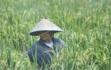 Ilmuwan Ungkap Sejak Kapan Manusia Menanam Padi, Begini Sejarahnya