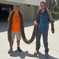 Stephen Gauta (kiri) dan Jake Waleri membawa ular piton sepanjang 19 kaki ke Konservasi Florida Barat Daya di Naples, Fla., untuk diukur dan disumbangkan untuk penelitian. (Dok: Konservasi Florida Barat Daya)