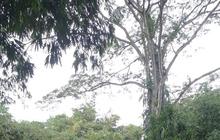 Misteri Satu Makam Dengan 2 Nama di Kuburan Belanda Kebun Raya Bogor