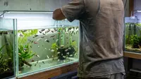Cara Beri Makan Ikan Cupang Pakai Cacing Sutra, Panduan Praktis untuk Pemula