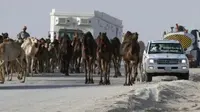 Hewan ternak milik warga Qatar dipaksa untuk meninggalkan wilayah Arab Saudi dalam kurun waktu 36 jam (AFP)