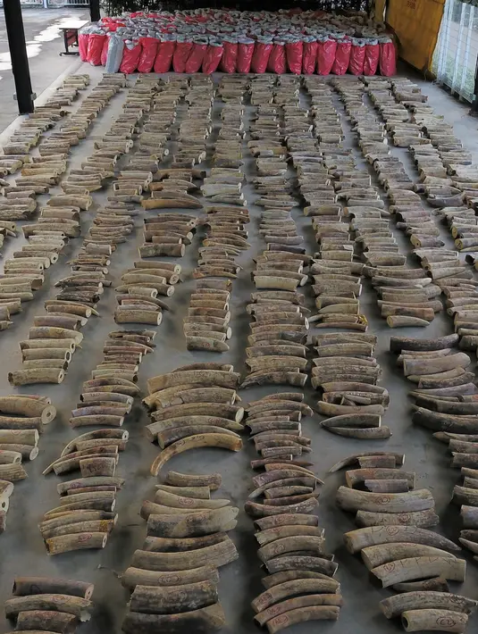 Gambar yang dirilis pada 23 Juli 2019, gading gajah dan karung-karung berisi kulit trenggiling yang disita di Singapura. Hasil tangkapan 11,9 ton sisik trenggiling bernilai USD 35,7 juta itu juga memuat penyitaan besar ketiga trenggiling di Singapura tahun ini. (Handout/National Parks Board/AFP)