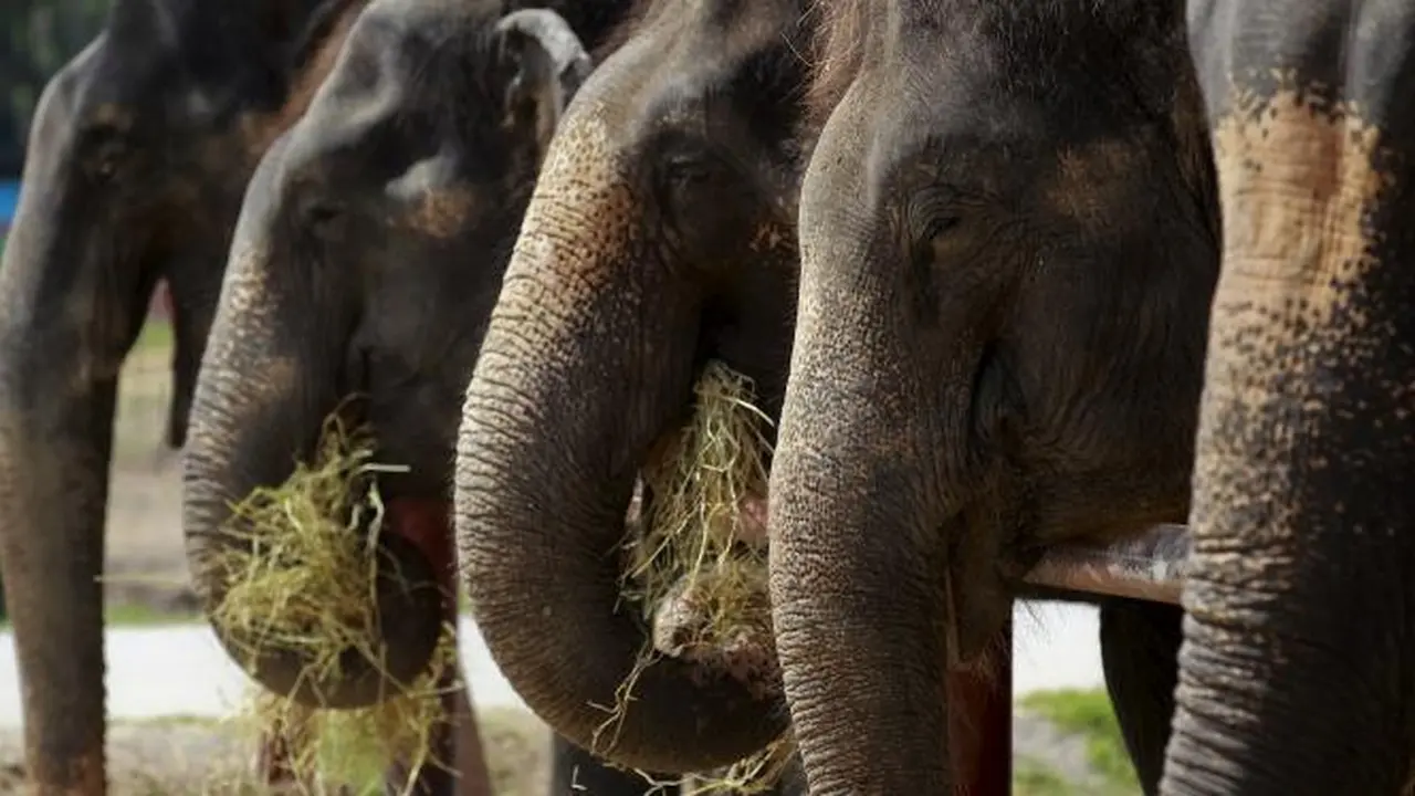 20151208-Gajah