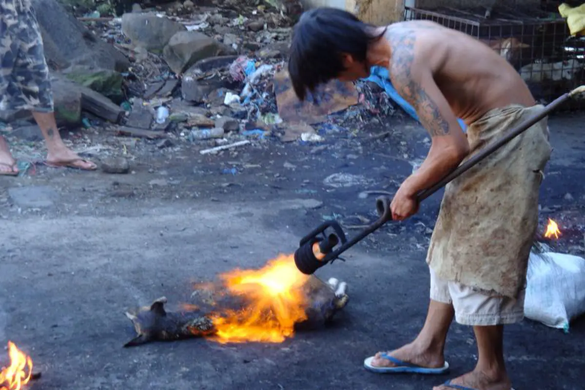 Anjing Dibakar Hidup - hidup Bikin Netizen Geram