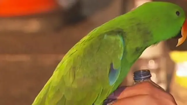 Burung Beo Selamatkan Nyawa Pemiliknya