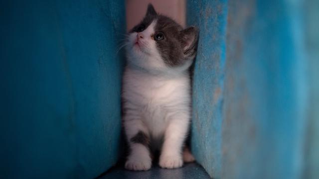 Kloning Kucing