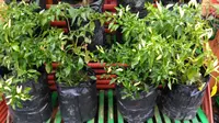 Cara Merawat Tanaman Cabai dalam Pot agar Berbuah Lebat dan Panen Melimpah