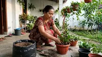 7 Cara Menanam Tanaman Hoya agar Tumbuh Subur dan Berbunga