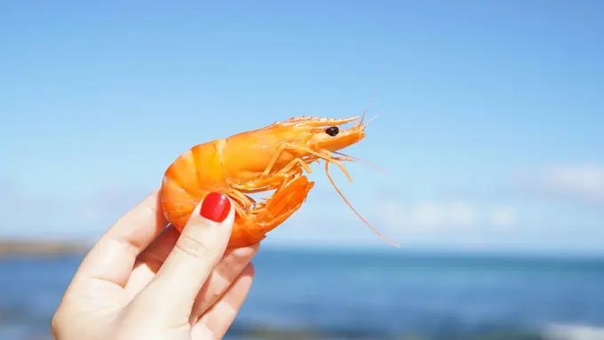 3 Manfaat Mengonsumsi Udang untuk Kesehatan Tubuh