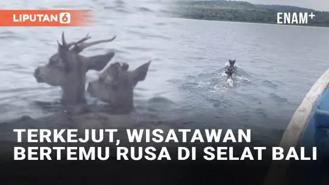 VIDEO: Bukan Lumba-Lumba, Wisatawan Malah Bertemu Dua Rusa di Tengah Selat Bali