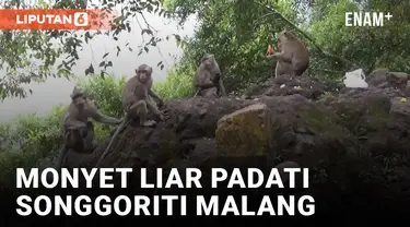 Kelaparan, Monyet Liar Turun Gunung dan Minta Makan ke Warga