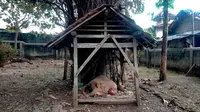 Penampakan punden Watu Nganten di Dukuh Ngelobener, Jepon, Blora, Jawa Tengah. (Liputan6.com/ Ahmad Adirin)
