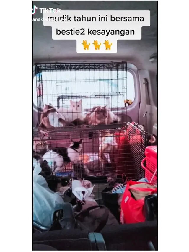 8 Potret Kucing Ikut Mudik Pakai Kendaraan Pribadi Ini Bikin Gemas