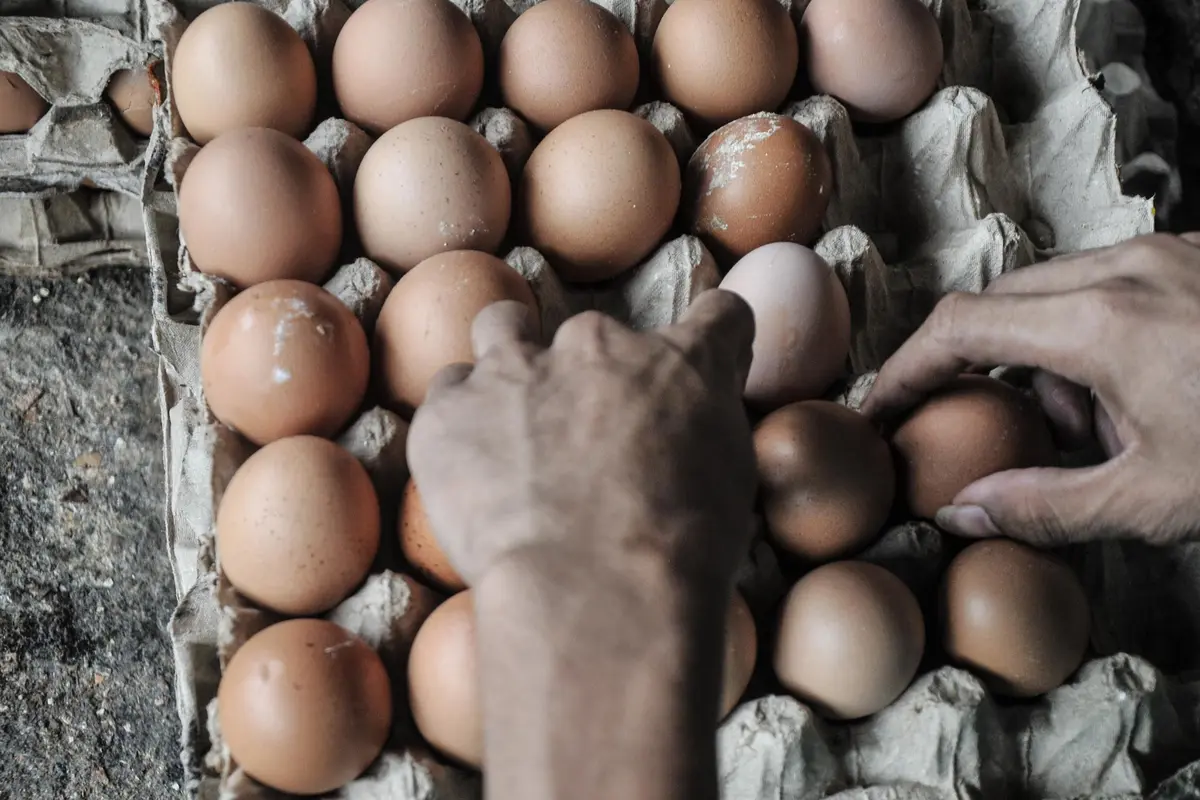Harga Telur Ayam Terus Meroket