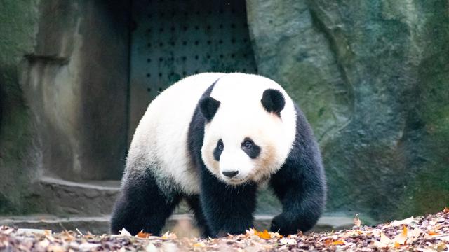 Ilustrasi hewan panda