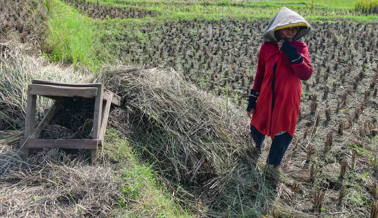 Petani memanen padi di lahan yang mengalami gagal panen di Desa Weninggalih, Kecamatan Jonggol, Kabupaten Bogor, Minggu (5/7/2026). (Merdeka.com/ Arie Basuki)