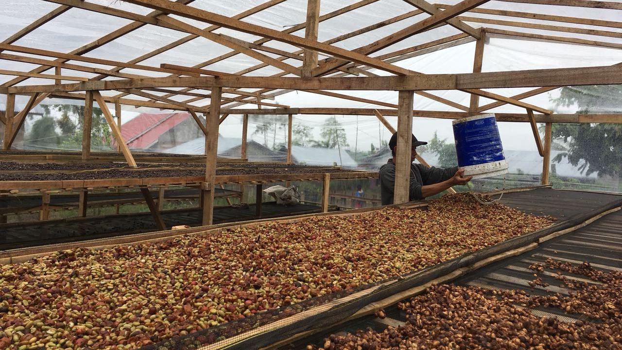 Kepahiang Kembangkan Kopi Premium Fine Robusta