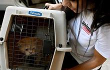 FOTO: Nasib Kucing-Kucing di Lebanon Ditinggalkan Pemiliknya Akibat Serangan Udara Israel