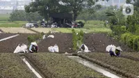 Petani memanen sayuran di Tangerang, Banten, Kamis (8/7/2021). Program Kredit Usaha Rakyat (KUR) sektor pertanian dirasakan manfaatnya oleh petani. (Liputan6.con/Angga Yuniar)