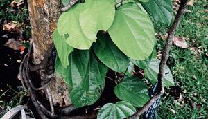 Tanaman Akar Kuning. (Foto: Biodiversity Warriors)