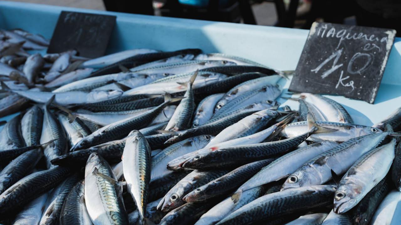 Ilustrasi Mackerel