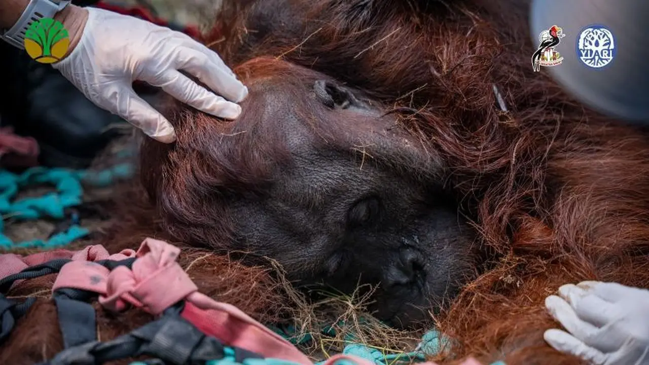 Orang utan Sampurna lemas akibat asap kebakaran hutan. (Antara)