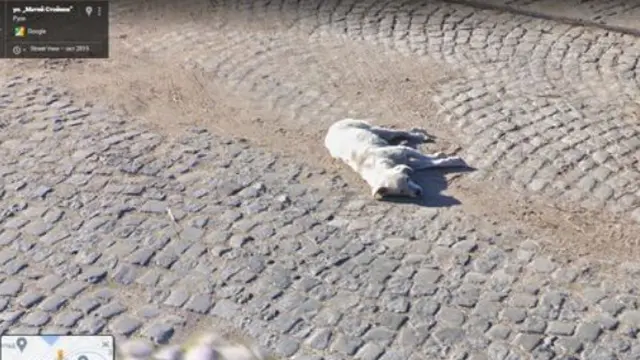Bikin Netizen Kagum, Anjing Ini Terekam Google Maps di Tempat yang Sama Setelah 7 Tahun