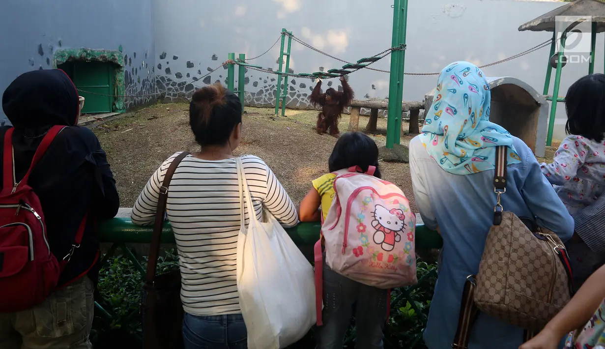 Pengunjung menyaksikan orangutan saat mengisi libur Lebaran di Kebun Binatang Ragunan, Jakarta, Sabtu (16/6). Kebun Binatang Ragunan masih menjadi tempat favorit warga Jakarta untuk menghabiskan libur Lebaran. (Liputan6.com/JohanTallo)