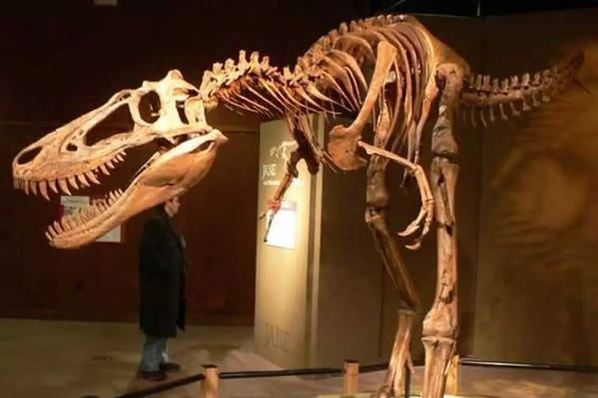 Penelitian Terbaru Nanotyrannus, Spesies Baru yang Berbeda dari Tyrannosaurus Kecil