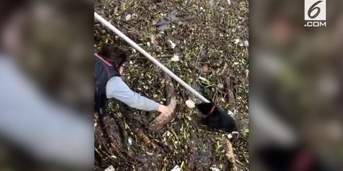 VIDEO: Anjing Nyaris Tenggelam di Sungai Penuh Sampah