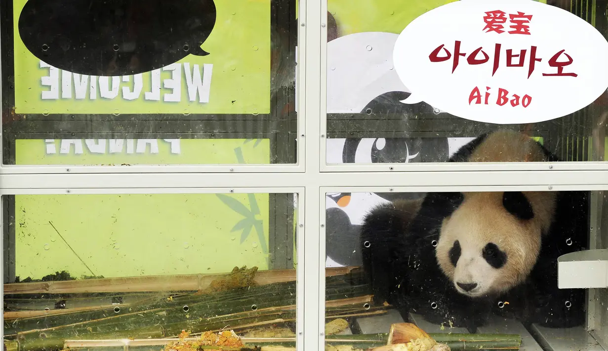 Panda bernama Aibao   berada dalam kandang saat acara penyambutan sepasang panda yang berasal dari Cina di Bandara Internasional Incheon, Korea Selatan , (3/3). (REUTERS / Ha Sa - hyun)
