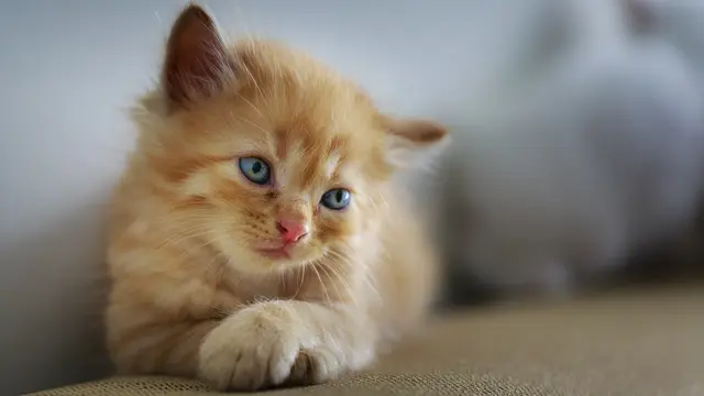 Ilustrasi Kucing