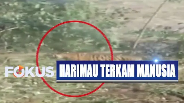 BKSDA Sumsel Belum Mau Tangkap Harimau yang Terkam Warga