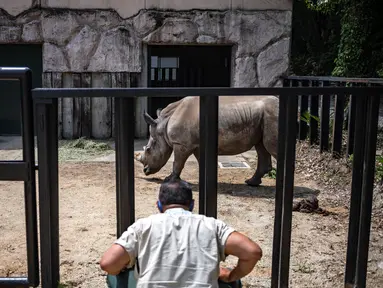 Manajer divisi Kebun Binatang Tobu, Yasuhiro Shimo (tengah) melihat Emma, badak putih betina berusia lima tahun di Miyashiro, pinggiran Tokyo pada 11 Juni 2021. Badak putih tersebut telah melakukan perjalanan dari Taiwan ke Jepang untuk menemukan cinta. (Philip FONG / AFP)