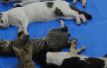 Ciri-ciri Kucing Rabies, Ketahui Penyebabnya yang Perlu Diwaspadai