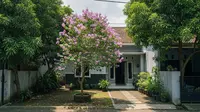 12 Ide Pohon Kecil yang Rimbun Tapi Akarnya Aman untuk Rumah, Bikin Suasana Jadi Sejuk