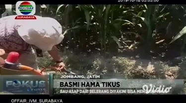 Serangan hama tikus yang merusak puluhan hektare tanaman jagung di Kecamatan Sumobito, Jombang, Jawa Timur, membuat petani geram. Guna membasmi hewan pengerat ini, petani ramai-ramai melakukan pengasapan dengan tabung elpiji dan belerang.