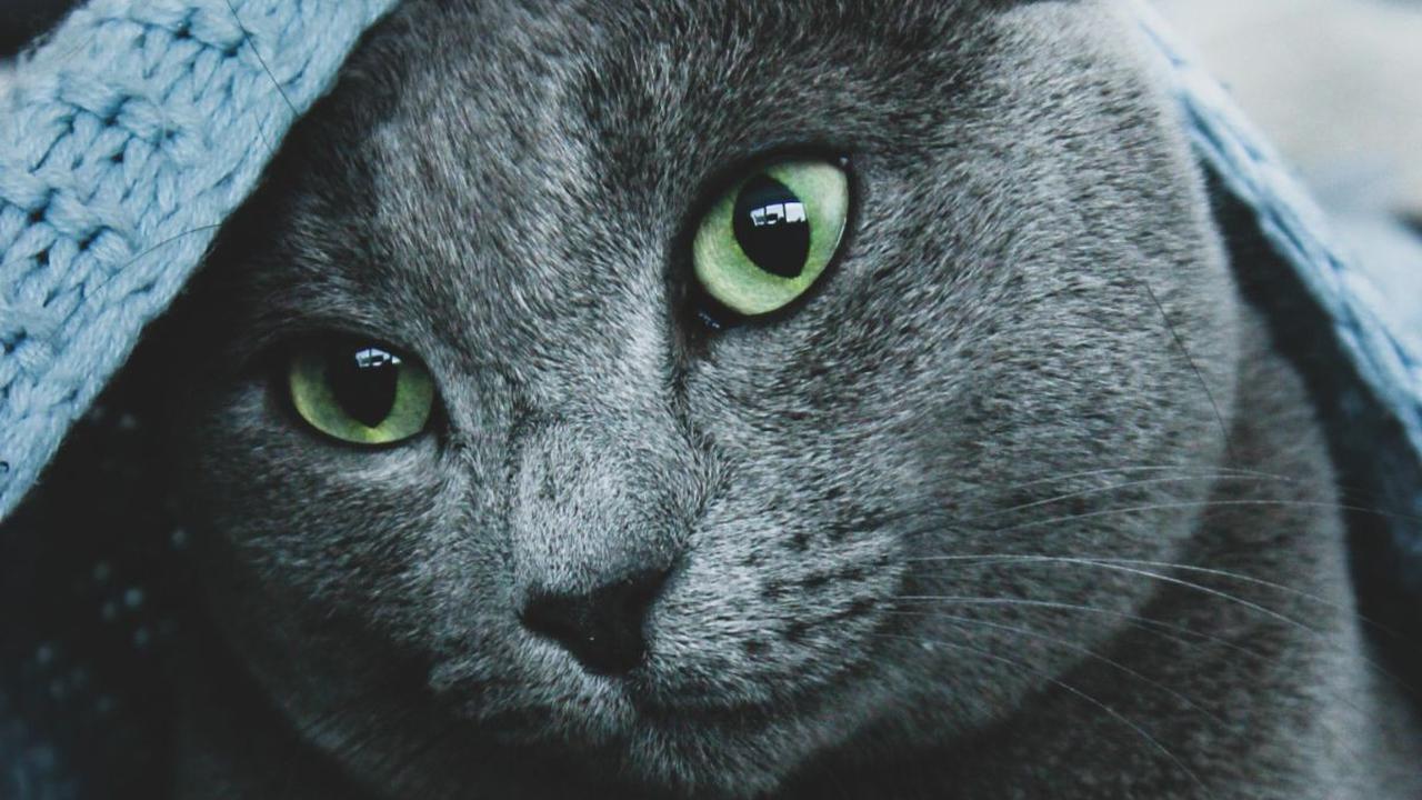 <b>Pengobatan untuk Kucing dengan Infeksi Virus Calici</b>