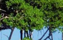 Direktur IMF Puji Jokowi: yang Dilakukan Indonesia ke Mangrove itu Indah