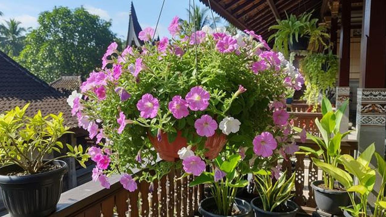 8 Tanaman Gantung Outdoor yang Tahan Panas dan Hujan, Awet dan Estetik