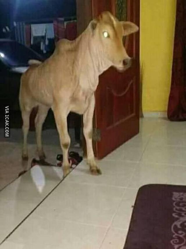 6 Potret Hewan Masuk ke Ruang Tamu Ini Bikin Pemilik Rumah Syok