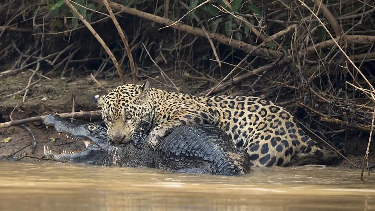 Sengitnya Pertarungan Jaguar dan Buaya yang Jadi Mangsanya